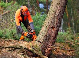 Garberville, CA  Tree Services Company